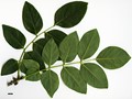 SpeciesSub: var. amurensis